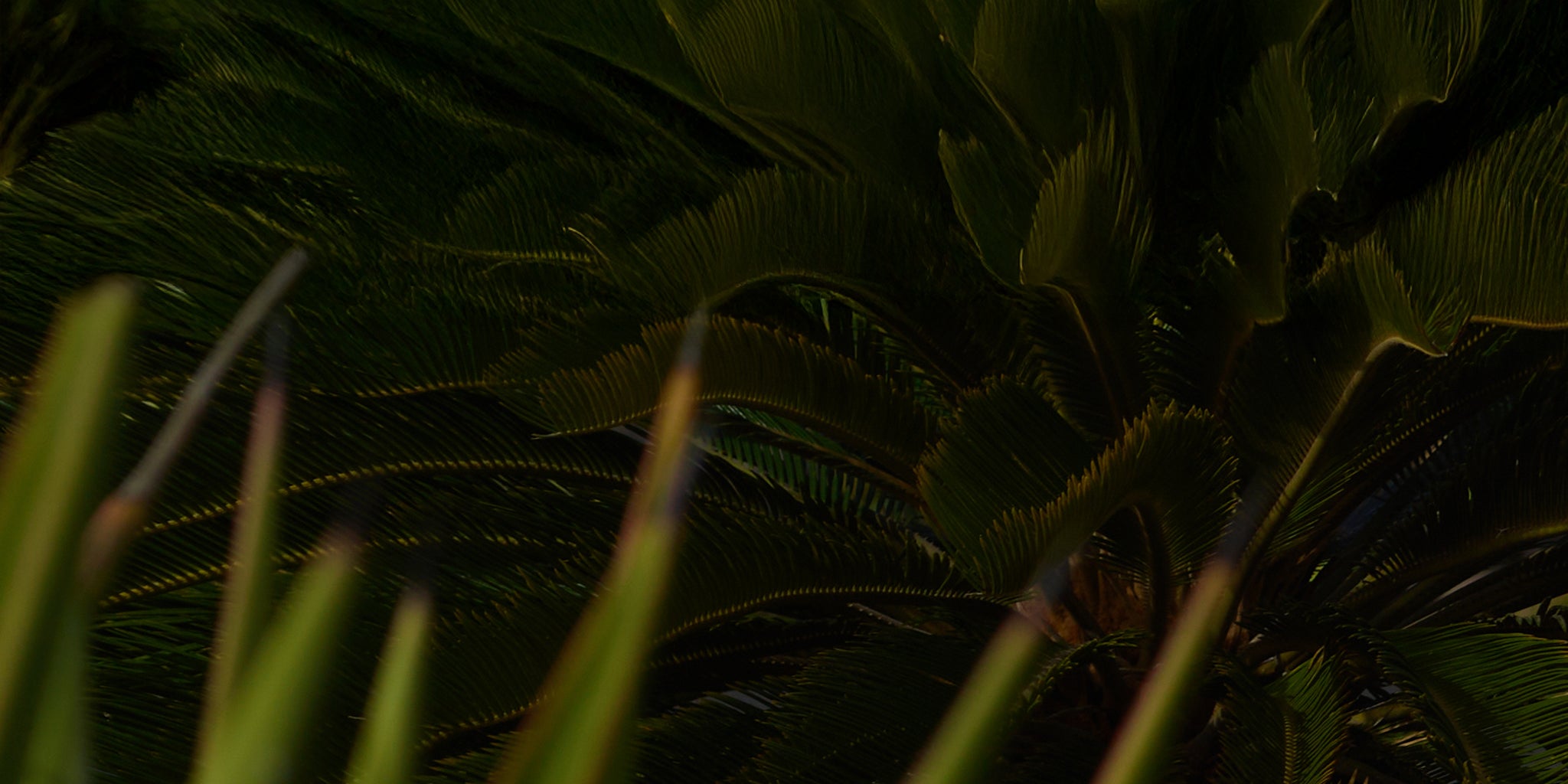 Close-up of dark green leaves with a blurred background