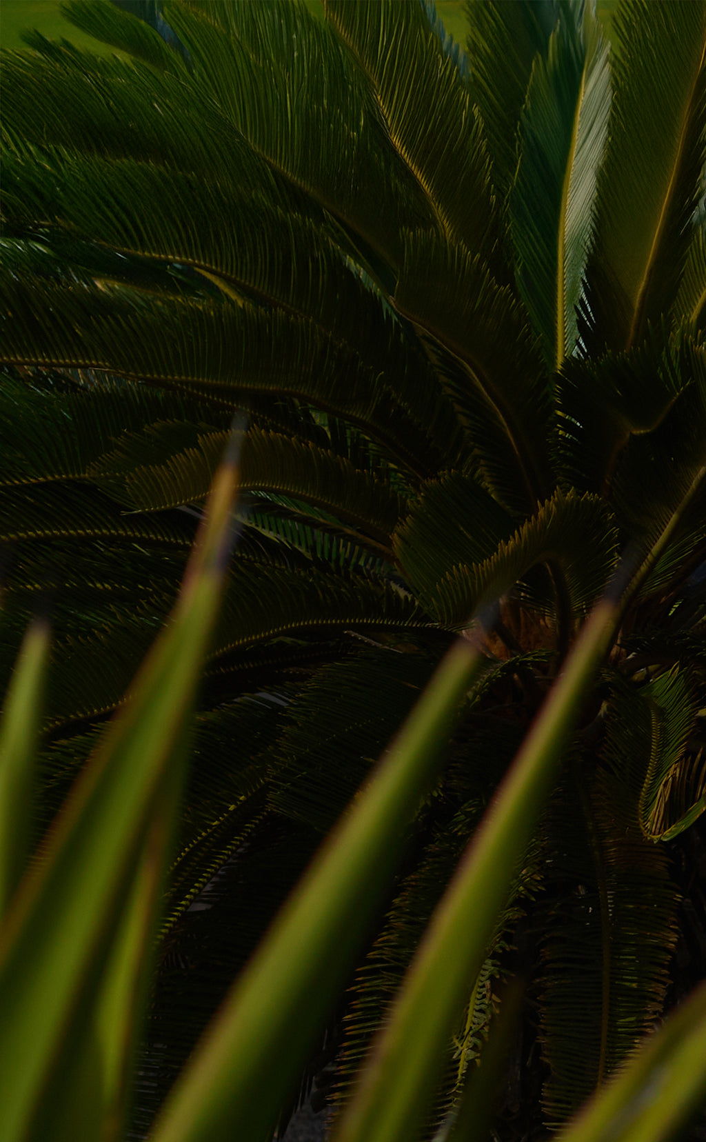 Close-up of a palm tree with dark green leaves
