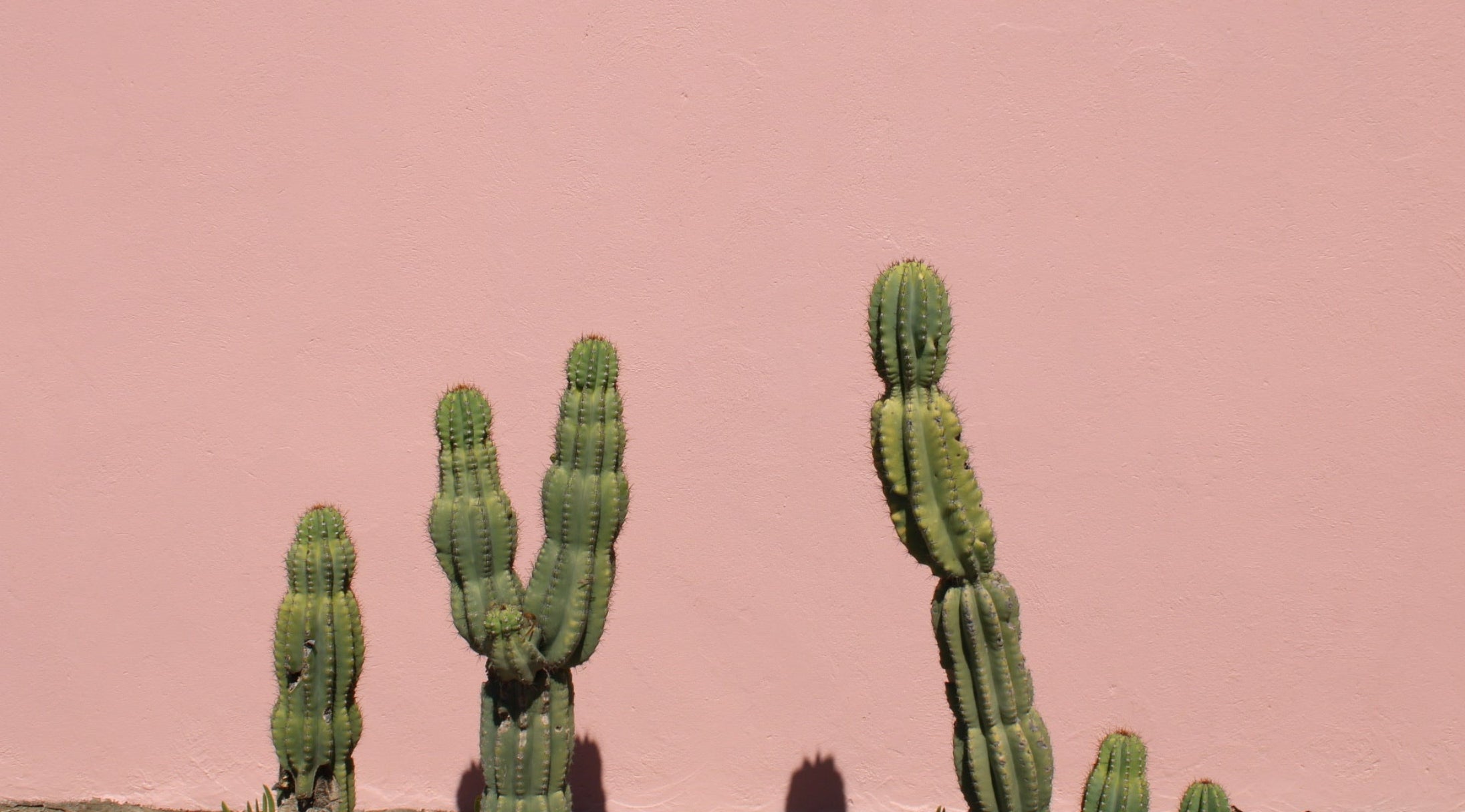 Three cacti against a pink background