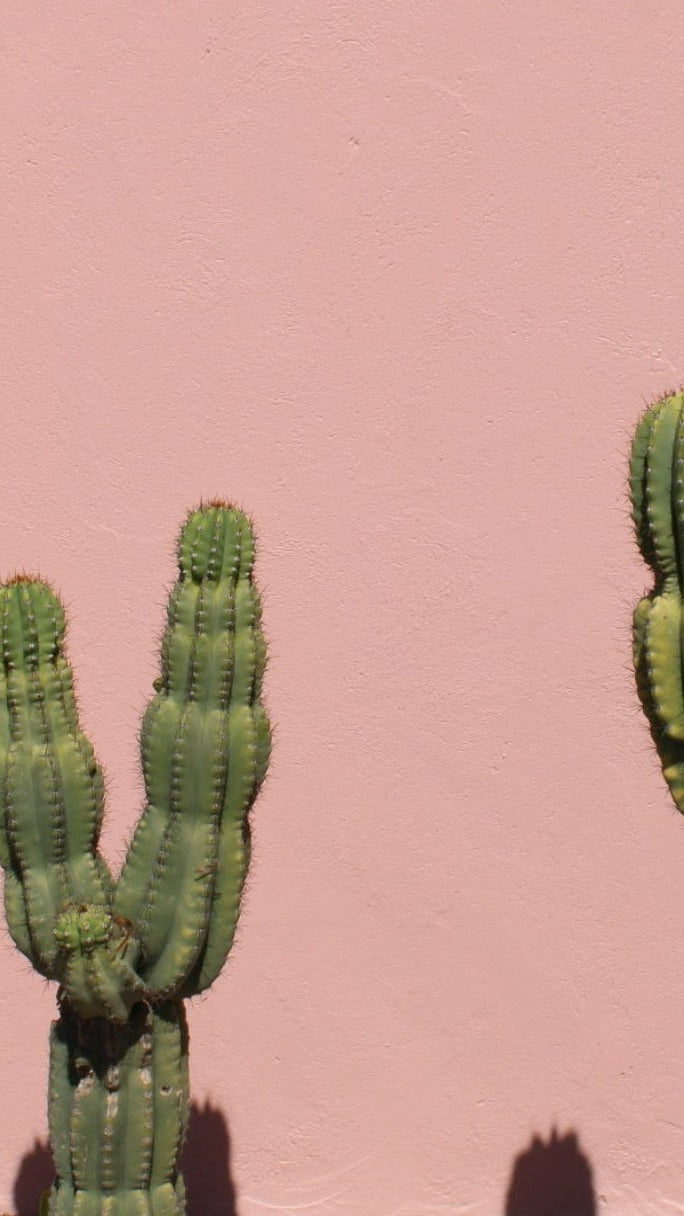 Three cacti against a pink background